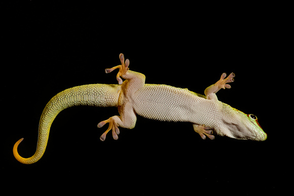 Giant Day Gecko (Phelsuma grandis)