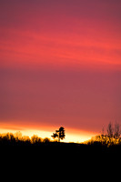Lone Pine at Sunset