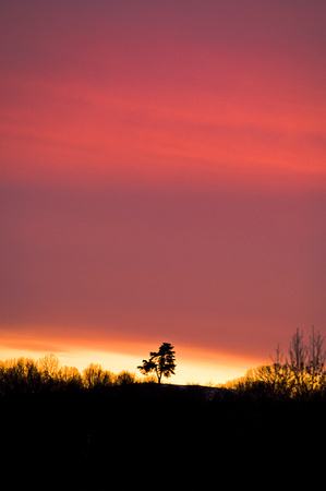 Lone Pine at Sunset