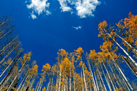 Aspen Trees - Colorado